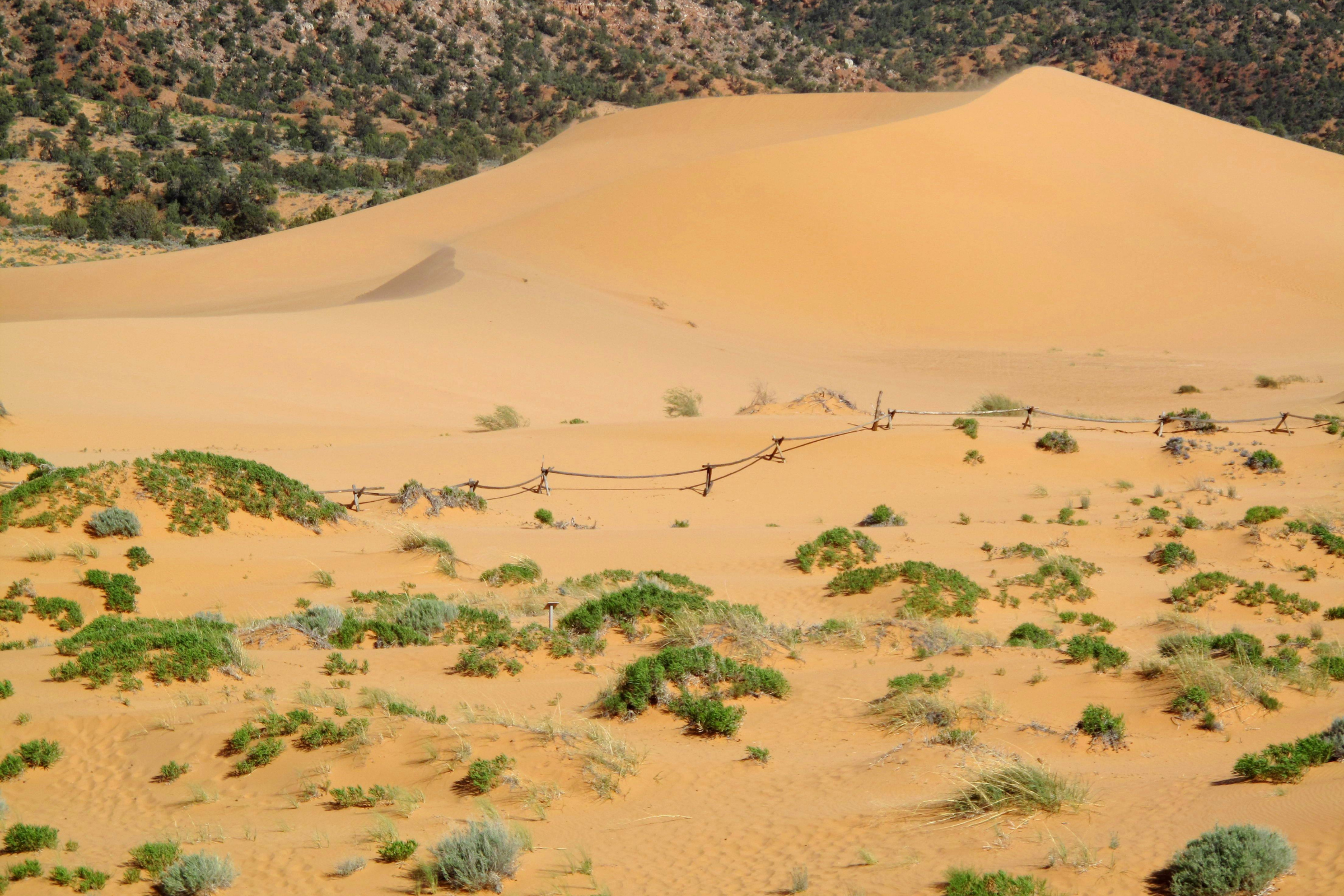 coral pink sand dunes national park, utah (4).webp